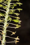 Green adder's-mouth orchid